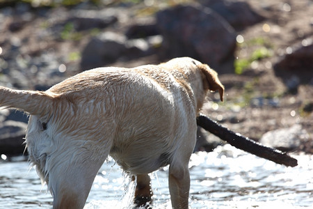 水乳摄影照片_快乐的小狗在水里玩耍