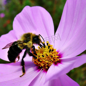 一只蜜蜂正在为春天的花朵授粉。