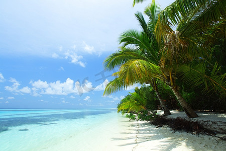 热带岛屿棕榈海和天空