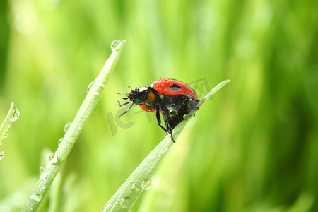 植食性瓢虫摄影照片_草地上的瓢虫在水滴中