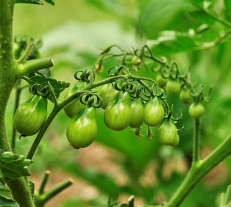种水果摄影照片_花园里的绿色小西红柿