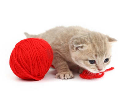 猫和红色羊毛球孤立在白色