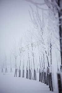 黑色性冷淡风摄影照片_冬季树木在雪白的背景