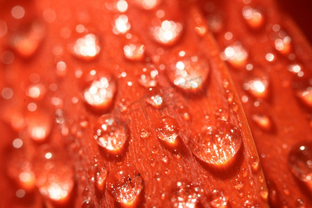 花红花上的巨型水滴