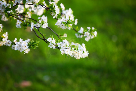 盛开的的花摄影照片_春暖花开