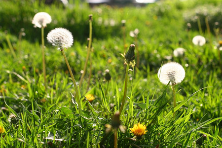 蒲公英灯摄影照片_蒲公英花自然夏日背景