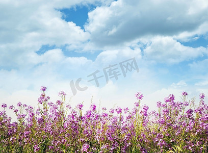 蓝天映衬下的野紫花