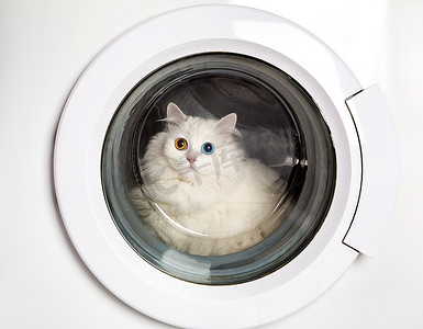 洗衣机和封闭的白猫