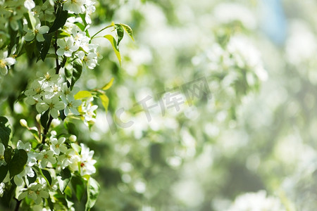 鲜花铺子摄影照片_白色夏花宏观特写