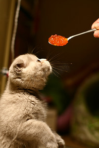 苏格兰折叠猫美食家喜欢吃鱼子酱