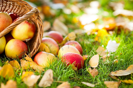 红色多汁的苹果散落在黄色的叶子上。秋收概念