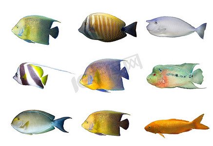 国潮神仙摄影照片_白色隔离多彩热带鱼类的选育