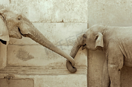 大象和小象摄影照片_大象和他的小象，互相触摸