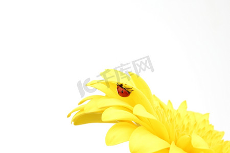 黄色花朵上的瓢虫隔离在白色背景上