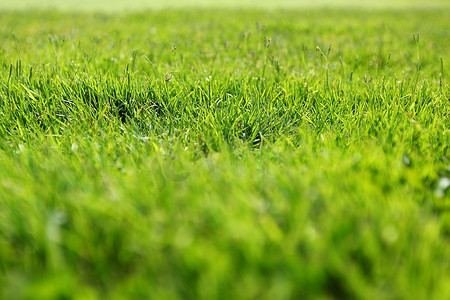 足球草坪图案摄影照片_美丽的绿草质地