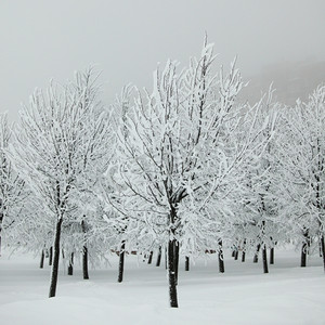 冬季树木在雪白的背景