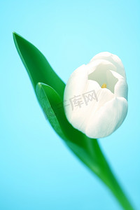蓝色花束摄影照片_蓝色上孤立的白色郁金香
