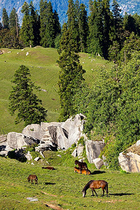 valley摄影照片_在喜马拉雅山吃草的马。Kullu valley，喜马偕尔邦，印度