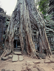 吴哥窟(柬埔寨暹粒)一棵覆盖着塔普勒姆寺庙石头的丛林树