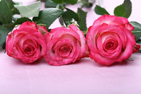 美丽的粉色玫瑰微距特写