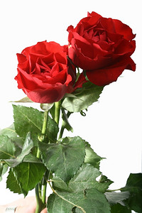 红玫瑰养殖摄影照片_美丽的红玫瑰春花特写