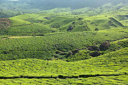 茶园。印度喀拉拉邦穆纳尔