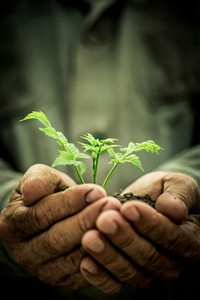 在肮脏的背景下，人类的手握着幼树。生态观