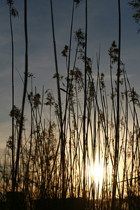 美丽的落日以青草为背景
