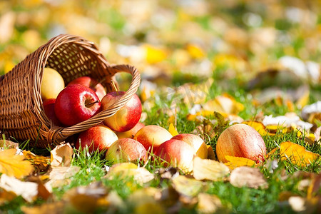秋天花园里散落在黄叶上的一筐红色多汁的苹果