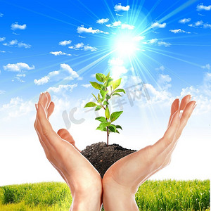 手捧翠绿的嫩芽,阳光灿烂的天空手脚