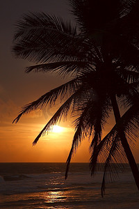 浪漫场景摄影照片_有手掌的热带落日景象