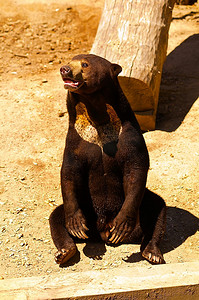 亲爱摄影照片_西班牙马德里动物园中的太阳熊