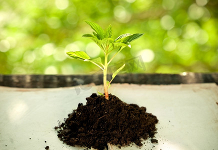 地球背景摄影照片_在反对春天自然背景的旧书的幼小植物。生态观