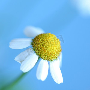 蓝色微距上的洋甘菊特写