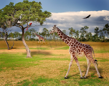 长颈鹿在草地上行走的风景