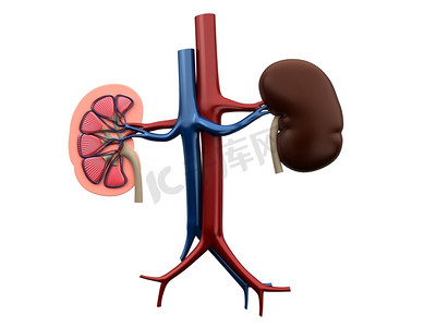 人体插图摄影照片_人体肾脏的3D渲染医学插图