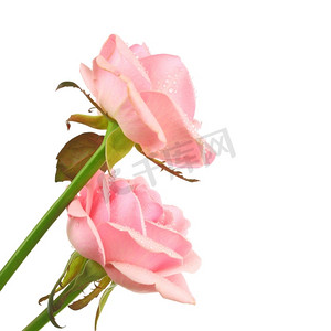 国潮风粉色鸟摄影照片_白色背景上孤立的粉色玫瑰