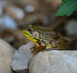 坐在岩石上的绿水蛙