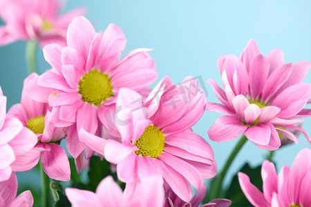 粉色菊花宏特写瓜叶菊大波斯菊