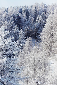 阿尔本山顶白雪中的森林