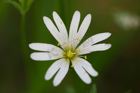 白色花卉自然背景