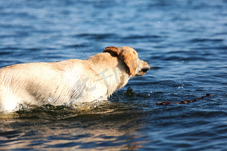 水乳摄影照片_快乐的小狗在水里玩耍