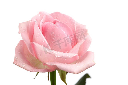 白色背景上孤立的粉色玫瑰