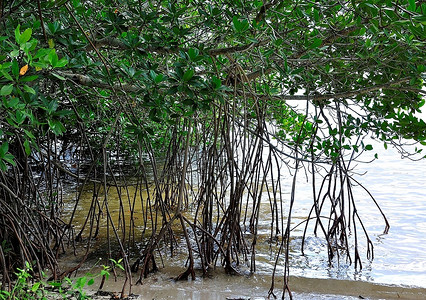 树和根摄影照片_红树林和根在水中，近摄