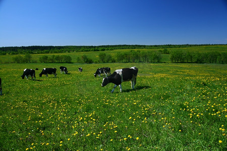 云层上摄影照片_蓝天下绿色蒲公英田野上的牛