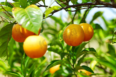 蜜橘摄影照片_西班牙巴伦西亚的树枝橙子树果实绿叶