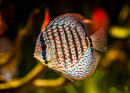 绿色背景下水族馆中的铁饼鱼