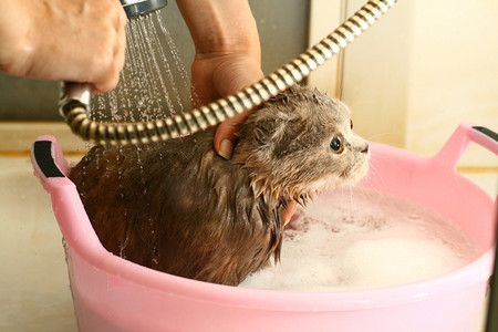 把猫洗在水里弄湿