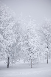 冬季树木在雪白的背景