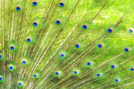 孔雀羽毛,特写背景孔雀绿孔雀